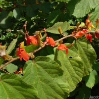 Helicteres isora L.